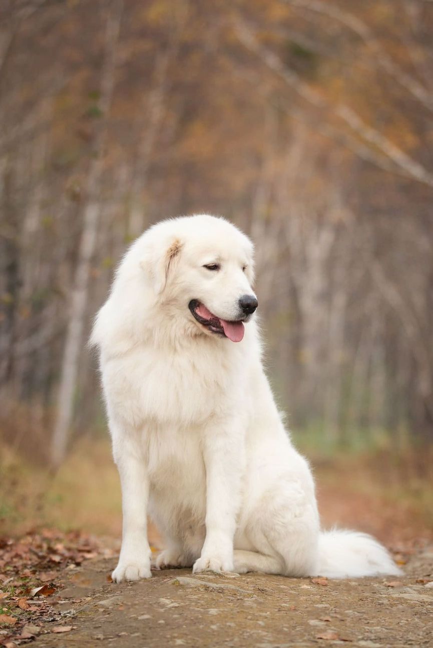 Clínica Veterinaria Mamíferos perro blanco