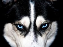 Clínica Veterinaria Mamíferos perro con ojos aules